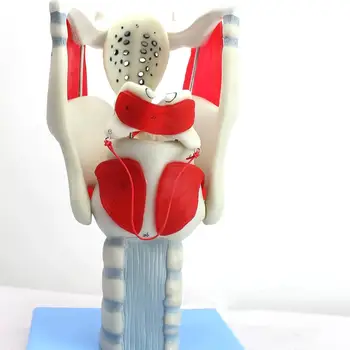 PVC 3X Dzīves Izmēra Cilvēka Laryngeal Struktūru un Funkcijas, Amplifikācijas Modeļa Medicīnisko Anatomiski Modeļi Mācību